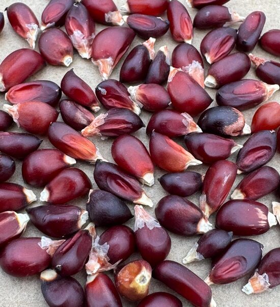 Kukurūza "Strawberry Red" 10 sēklas